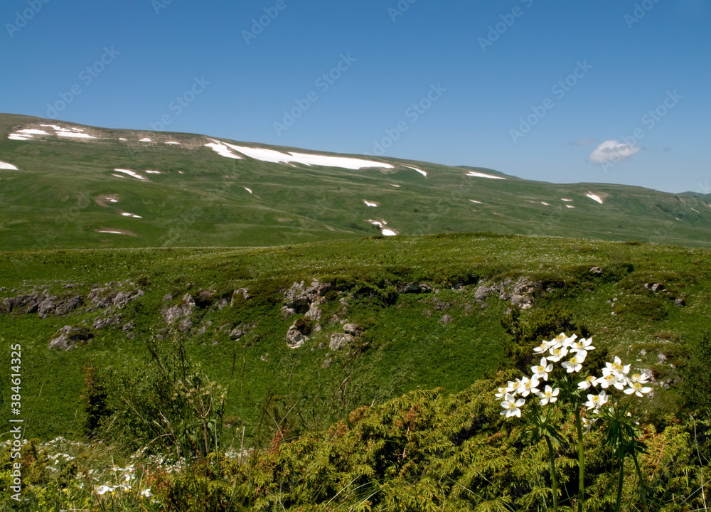 Forest flowers anemones on an alpine meadow in the mountains Forest flowers anemones on an alpine meadow in the mountains