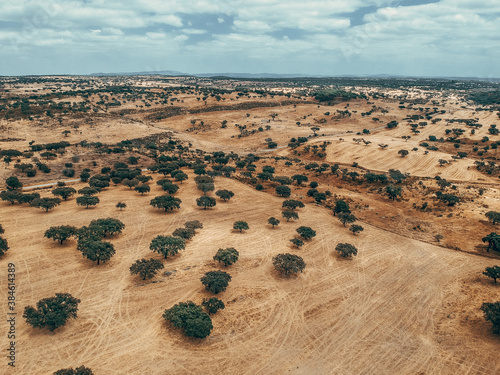 cork oaks forest field in Alentejo, portugal aerial shot  photo