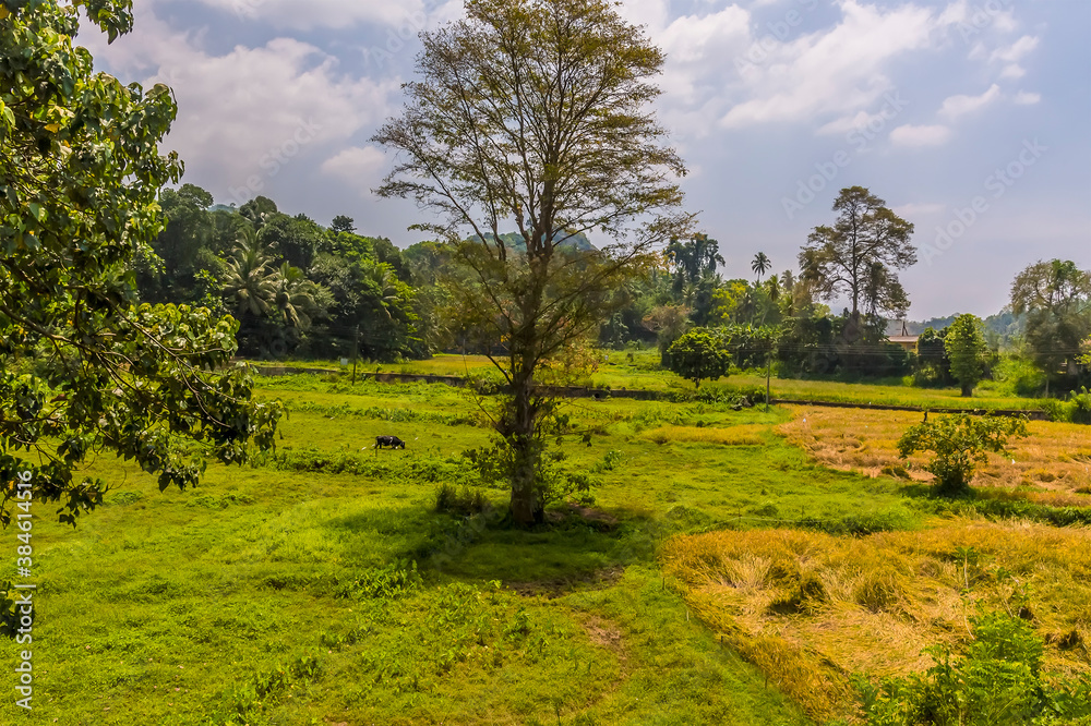 A view of a grasslands close to  the station at Yatiwaldeniya on the Kandy to Colombo main line railway in Sri Lanka, Asia