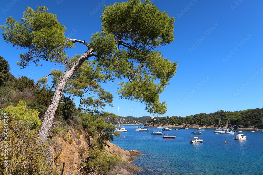 Île de Port-Cros, au large de la ville d’Hyères, paysage de côte dans la baie de Port Man, avec un pin au bord de l'eau bleu turquoise de la mer Méditerranée (France)