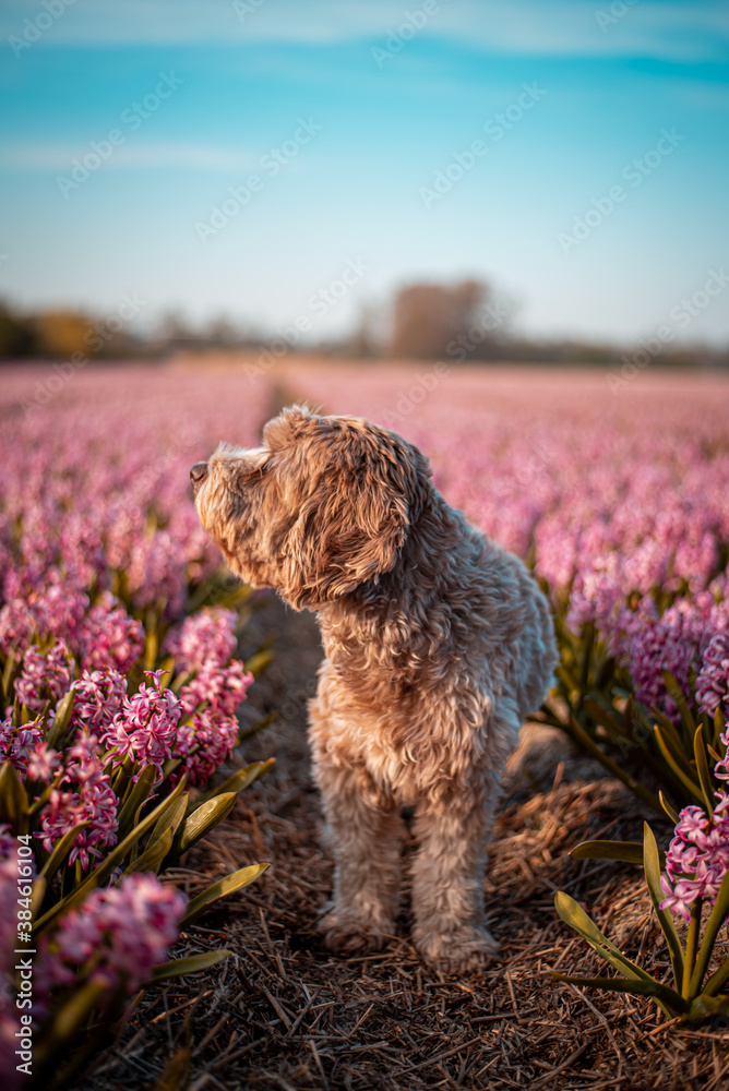 Dog labradoodle in pink tulip flower field in the Netherlands