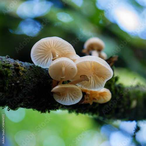 mushrooms in the forest