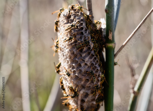 Paper wasps on nest, ultra close up. polistes biglumis nest in nature. wasp nest on plant photo