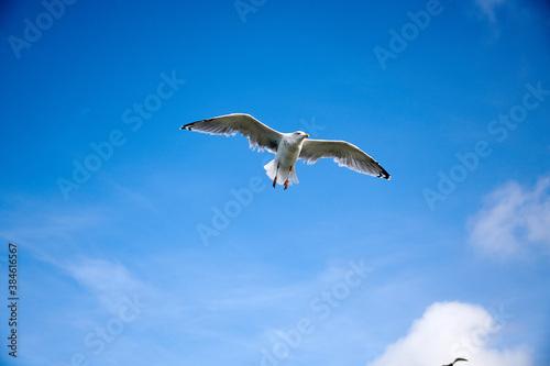 a flock of seagulls in blue sky with some clouds photo