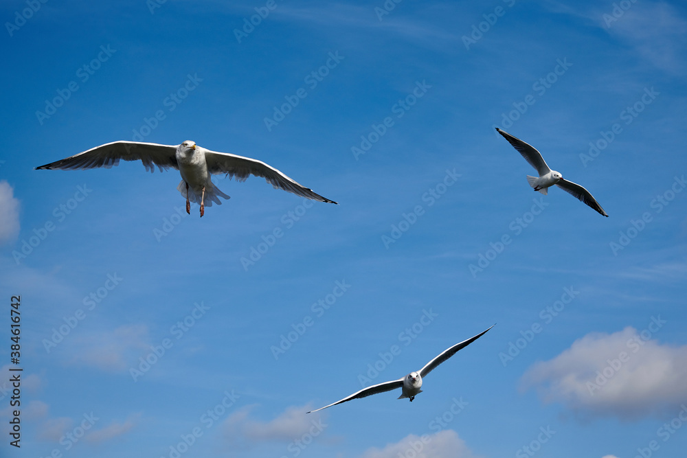 a flock of seagulls in blue sky with some clouds a flock of seagulls in blue sky with some clouds