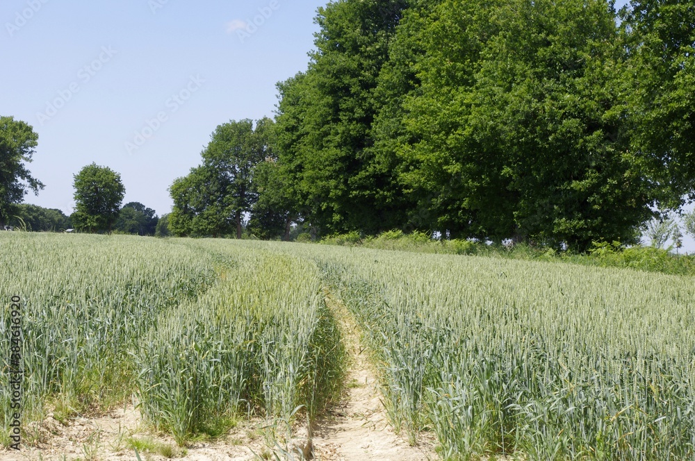 Obraz premium Blé vert