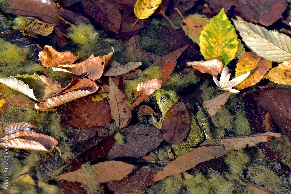 A pond with marsh frogs close-up, green algae and fallen leaves in clear water A pond with marsh frogs close-up, green algae and fallen leaves in clear water