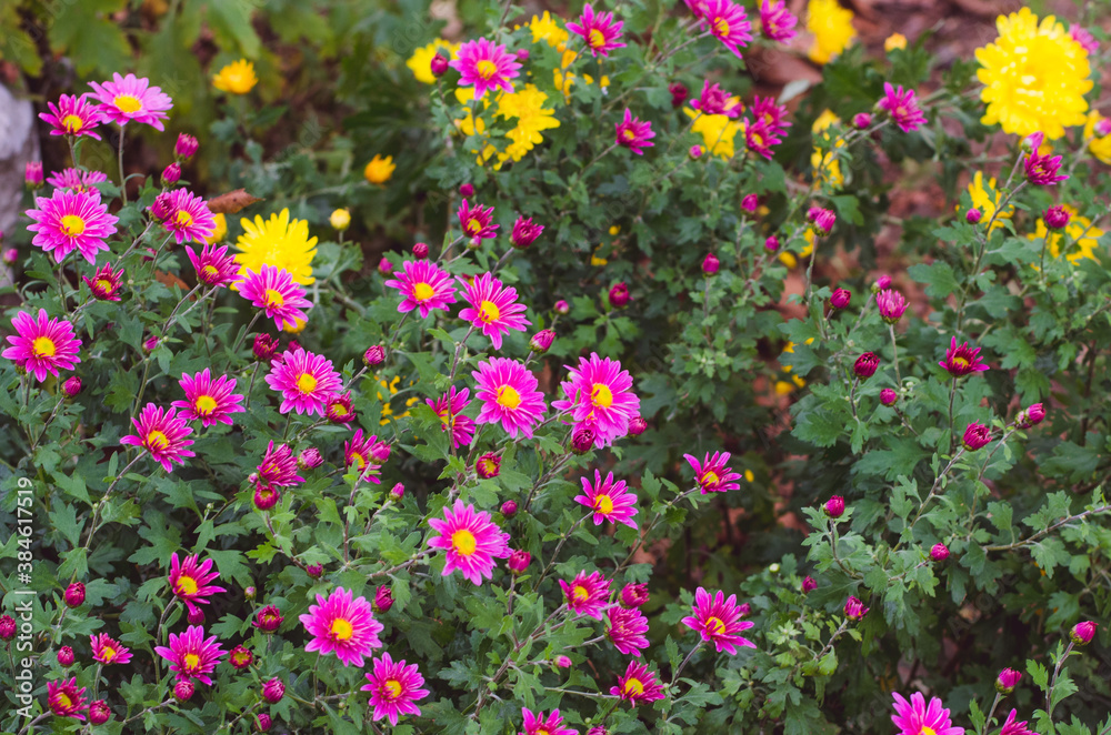 pink and yellow chrysanthemum flowers in green leaves background