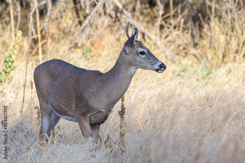 Colorado Wildlife. Wild Deer on the High Plains of Colorado. Juvenile white-tailed buck.