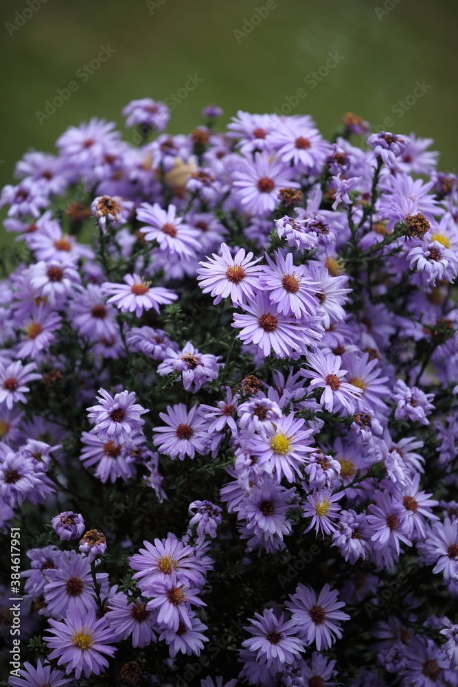 Obraz premium Aster