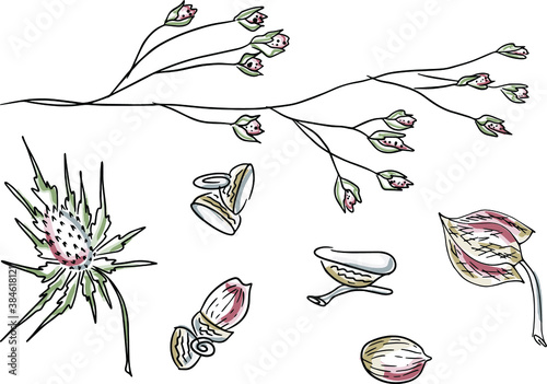 Autumn dried flowers, acorns, branches, physalis, thorn. Seasonal plants. Plants in the forest, recreation parks. The figure manually. Vector graphics