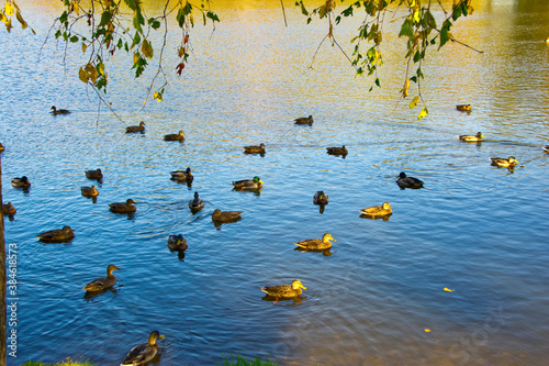 A flock of wild ducks on a forest lake.