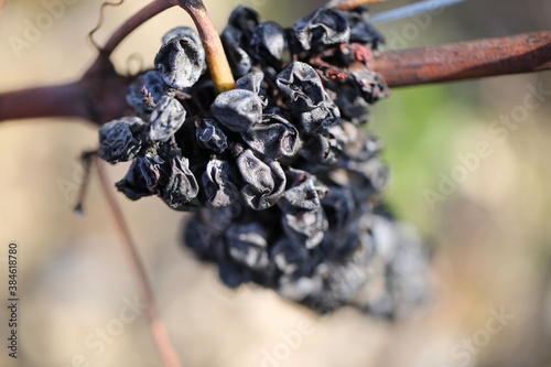 raison flétri après vendange sur pied de vigne