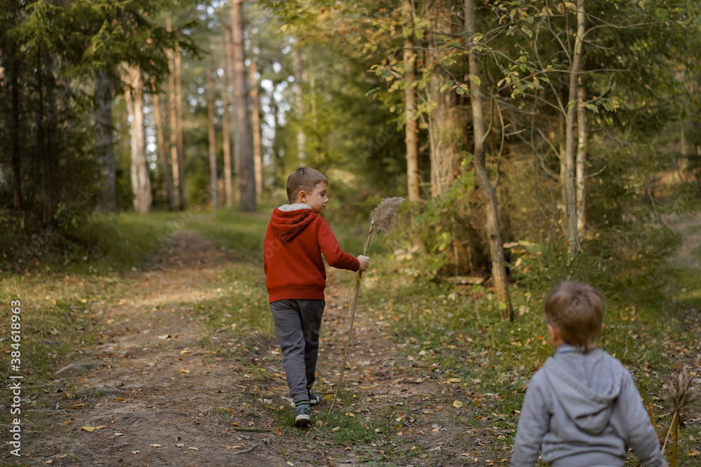 Fototapeta premium backview of little boys exploring autumn forest. Image with selective focus
