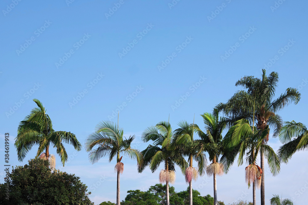 Low angle view of a row of palm trees with seed clusters under blue sky