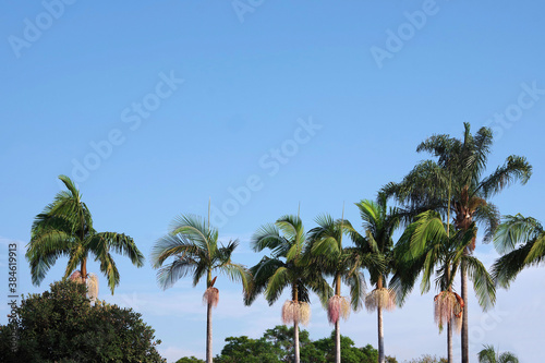 Low angle view of a row of palm trees with seed clusters under blue sky © Jack