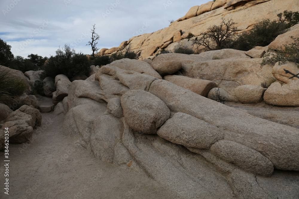 Plantes , rochers et paysages du désert de Joshua Tree
