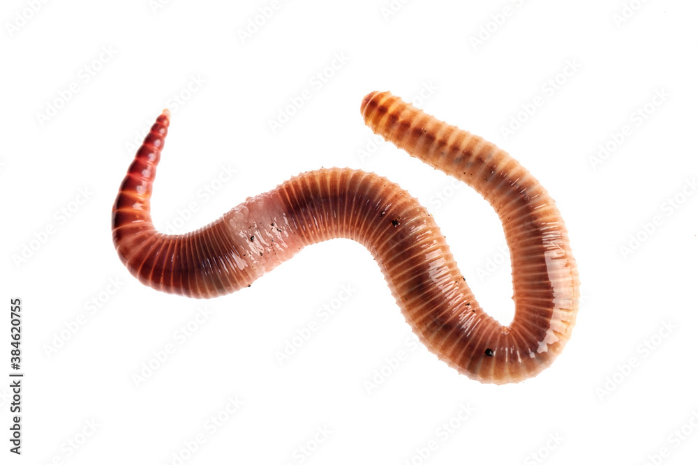 Macro shot of red worm Dendrobena, earthworm live bait for fishing isolated on white background. Macro shot of red worm Dendrobena, earthworm live bait for fishing isolated on white background.