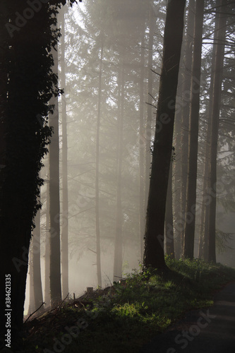 Lisière de forêt dans la brume matinale