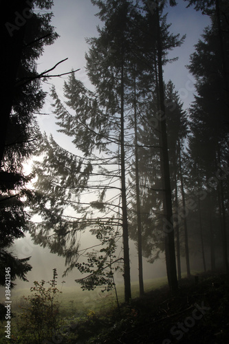 Lisière de forêt dans la brume matinale