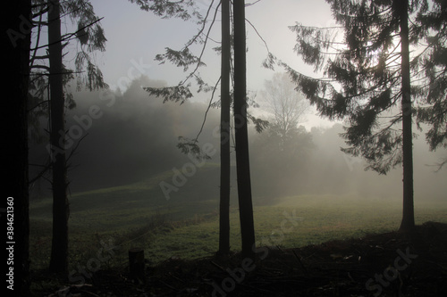 Lisière de forêt dans la brume matinale