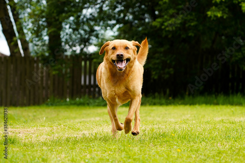Labrador (lab) retriever running in a garden