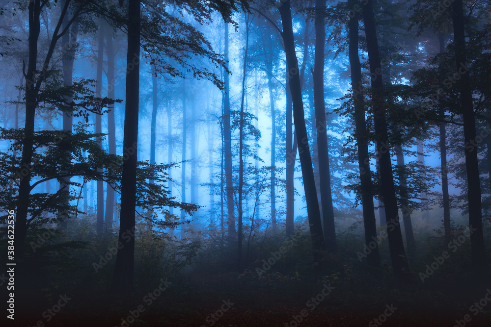Fototapeta Autumn landscape with mysterious foggy fairytale forest.