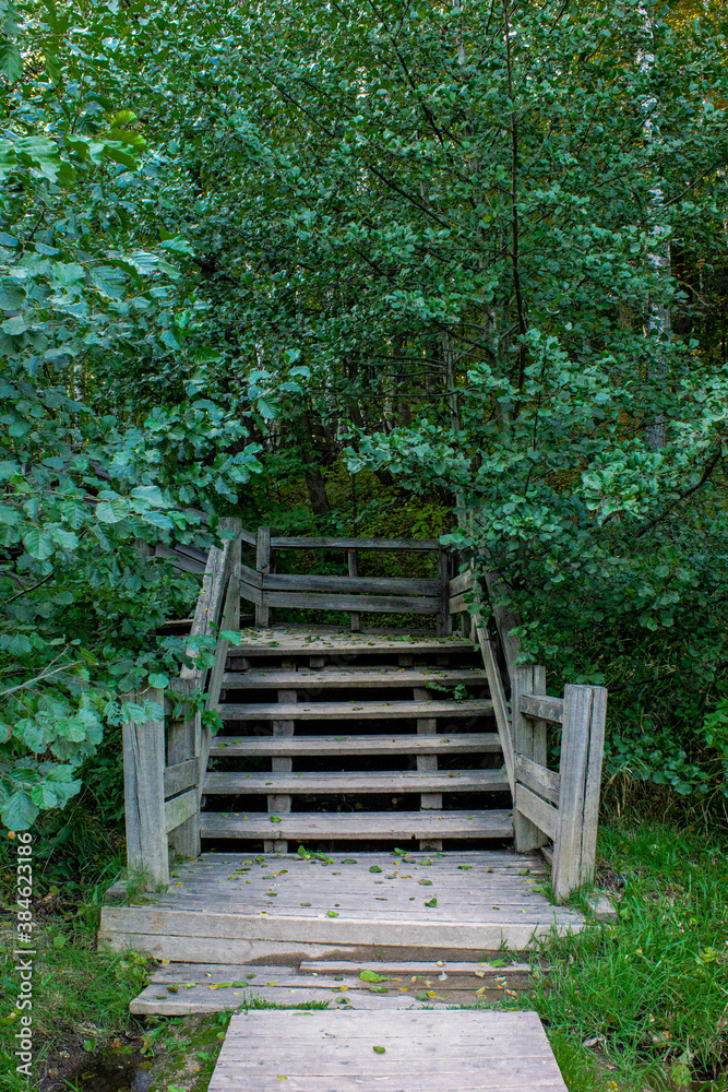 green shrubs and trees with wooden stairs