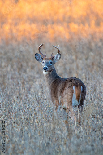White-tailed deer buck (Odocoileus virginianus) standing in a Wausau, Wisconsin soybean field photo