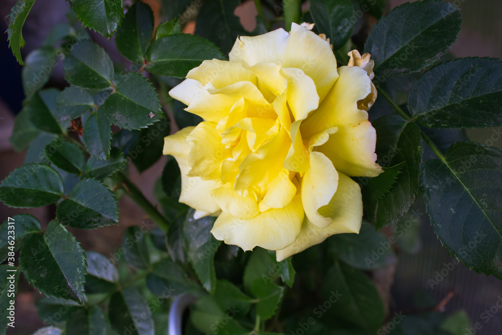 yellow rose in the garden yellow rose in the garden