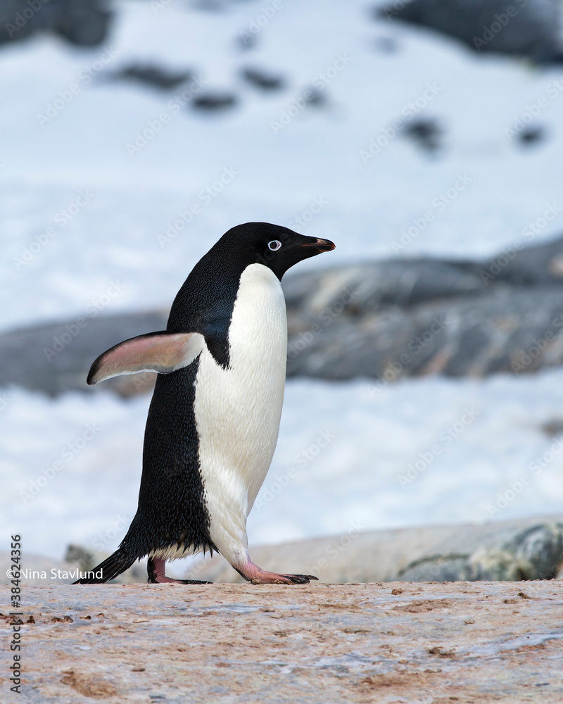 Obraz premium Adelie Penguin taking a waddle