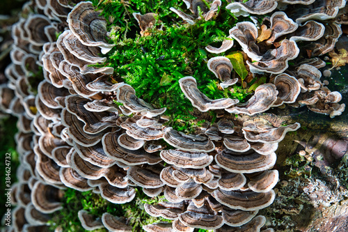 Coriolus Mushroom _01