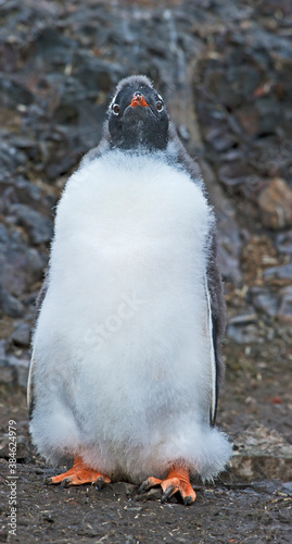 young penguin on the beach