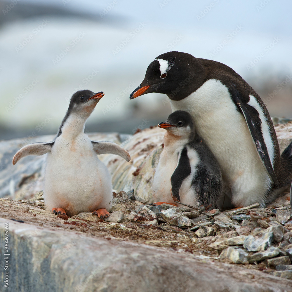 Naklejka premium Gentoo Penguin with two chicks