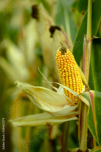 Golden corn is broad to harvest. Autumn, vegan food.