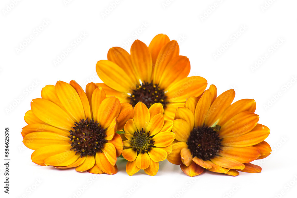 calendula flowers isolated on white calendula flowers isolated on white