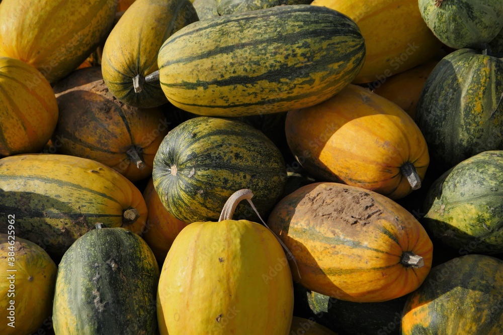 Assortment of freshly harvested food pumpkins, still unwashed, not sorted, the fruits are partly still covered with clay or crooked soil
