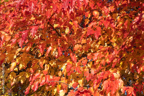 Autumn tree, red and yellow foliage