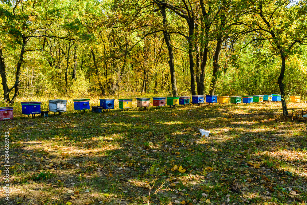 Fototapeta premium Multicolored bee hives at apiary in the forest