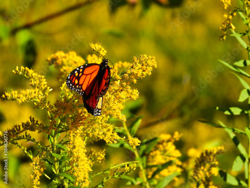 Monarch Butterfly Eating a Goldenrod Yellow Wildflower with Antennas Stretched out and Orange and Black Wings Folded In to See Yellow Underside of Wing with Blurred Meadow Background