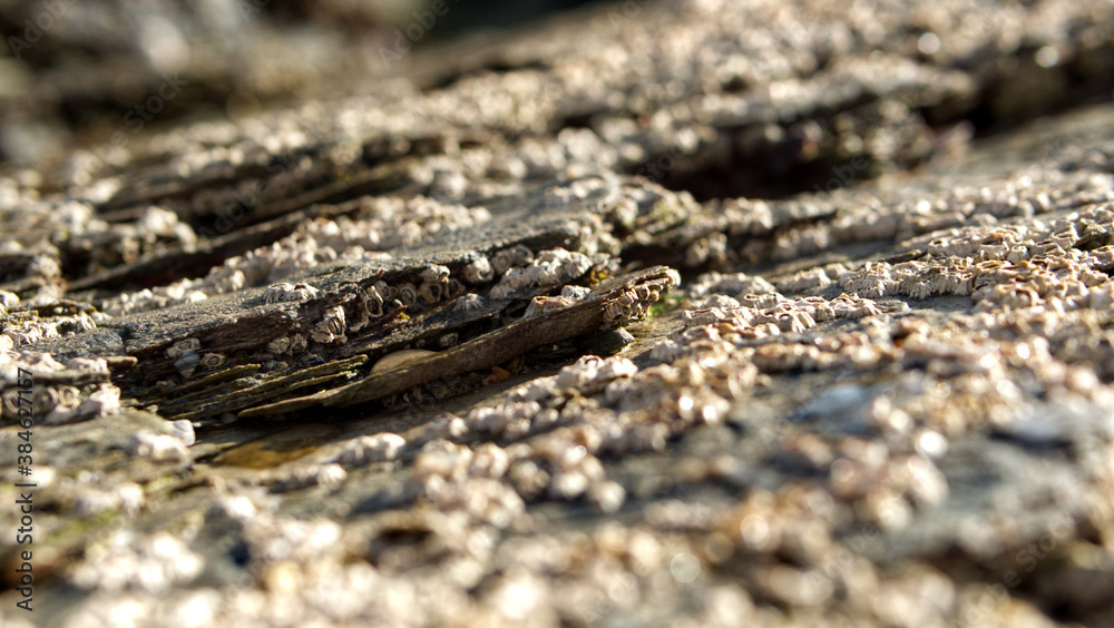 Close-up in and around beach rock pools with shells and barnacles in sunlight Close-up in and around beach rock pools with shells and barnacles in sunlight