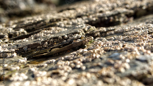 Close-up in and around beach rock pools with shells and barnacles in sunlight