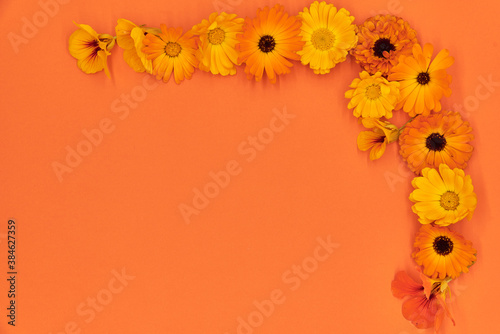 Fototapeta Naklejka Na Ścianę i Meble -  Bright orange flowers, marigold and nasturtium, as a frame lie on an orange background.