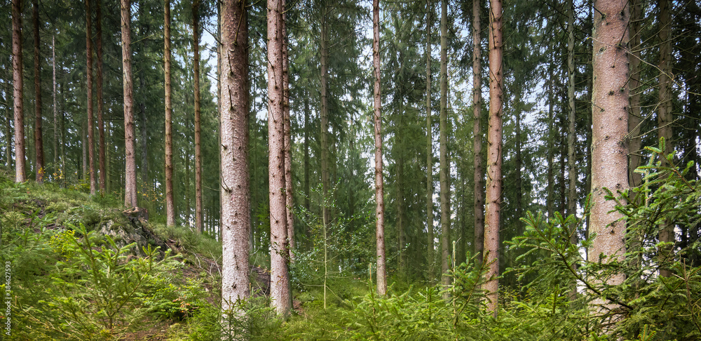 Obraz premium Pine forest in the Belgian Ardennes.