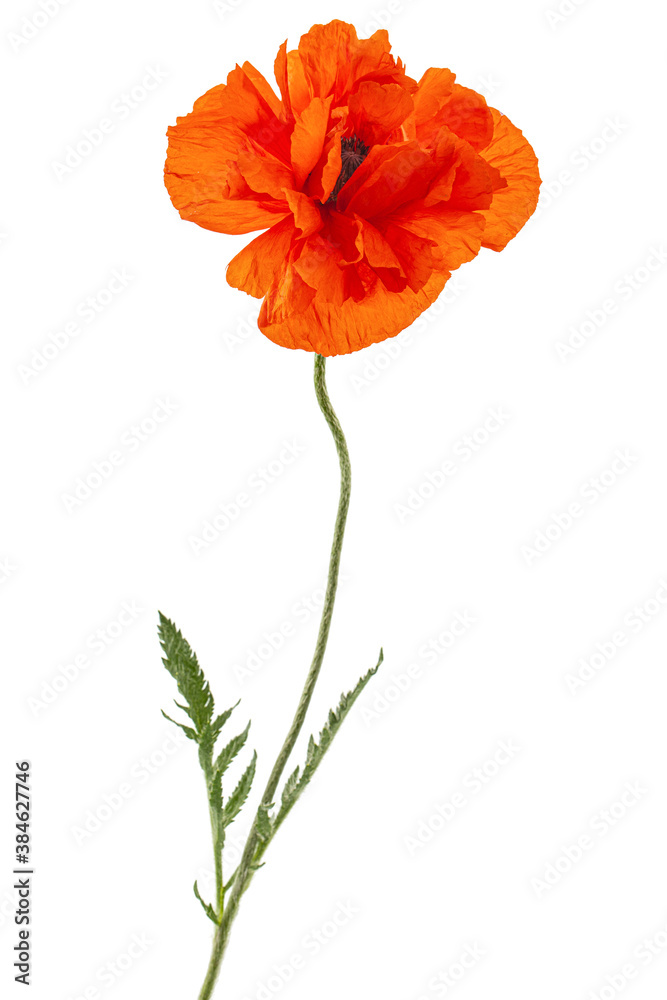 Naklejka premium Red flower of poppy, lat. Papaver, isolated on white background
