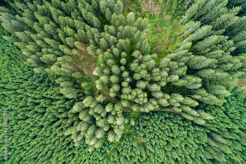 Vertical aerial view of spruce and fir forest (trees) lake and meadow, Pokljuka, Slovenia. © Stepo