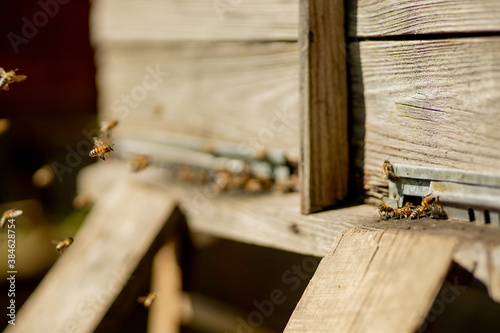 A close-up view of the working bees bringing flower pollen to the hive on its paws. Honey is a beekeeping product. Bee honey is collected in beautiful yellow honeycombs.