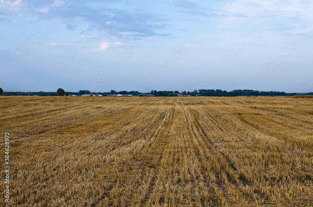 Big yellow field after harvesting. Stubble after harvesting wheat under a beautiful summer sky with clouds