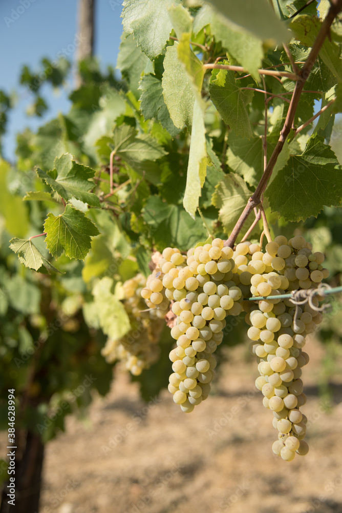 greco di tufo, italy, tufo, uva, vesuvio, vesuvius, blue, bunches, colline, country, eruption of avellino, eruzione di avellino, europe, food, fruit, grapes, grass, green, hill, landscape, leaves greco di tufo, italy, tufo, uva, vesuvio, vesuvius, blue, bunches, colline, country, eruption of avellino, eruzione di avellino, europe, food, fruit, grapes, grass, green, hill, landscape, leaves
