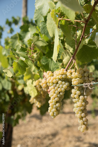 Wallpaper Mural greco di tufo, italy, tufo, uva, vesuvio, vesuvius, blue, bunches, colline, country, eruption of avellino, eruzione di avellino, europe, food, fruit, grapes, grass, green, hill, landscape, leaves Torontodigital.ca